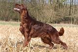 SETTER IRLANDAIS 399